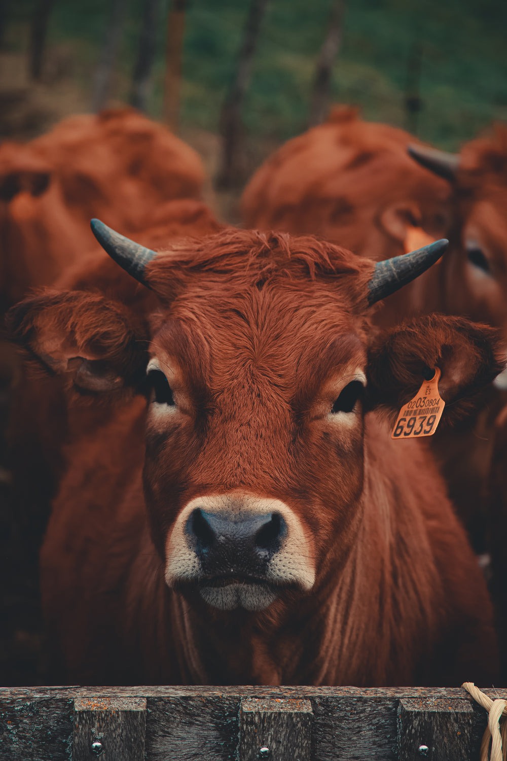 cow